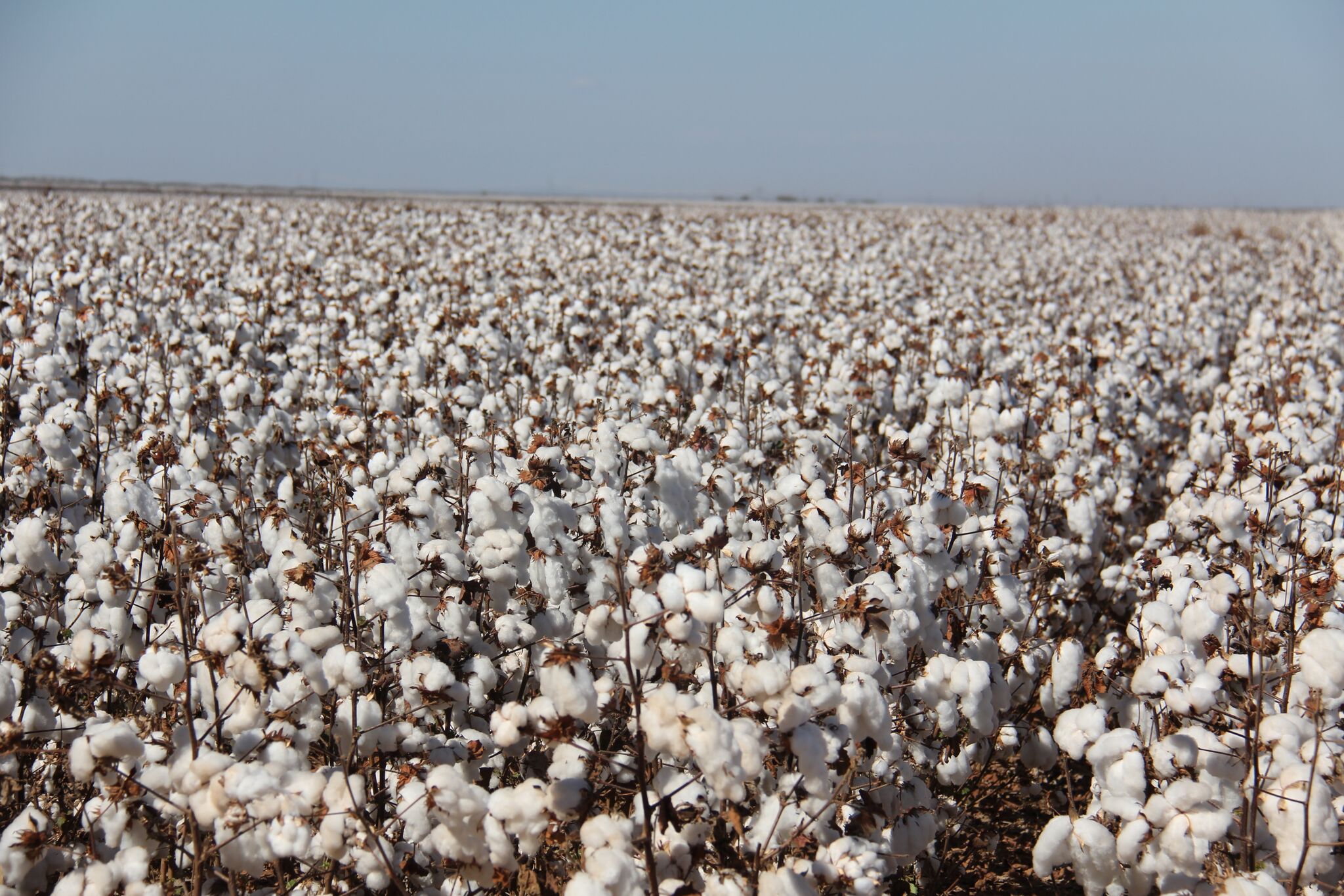 visita fazenda pamplona cristalina go 35747068830 o