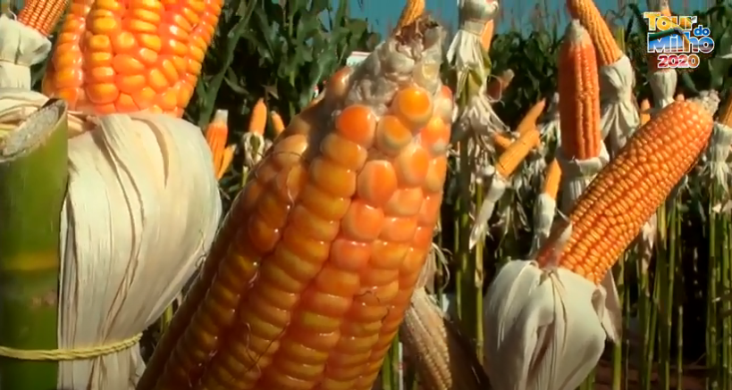 Tour do milho 2020